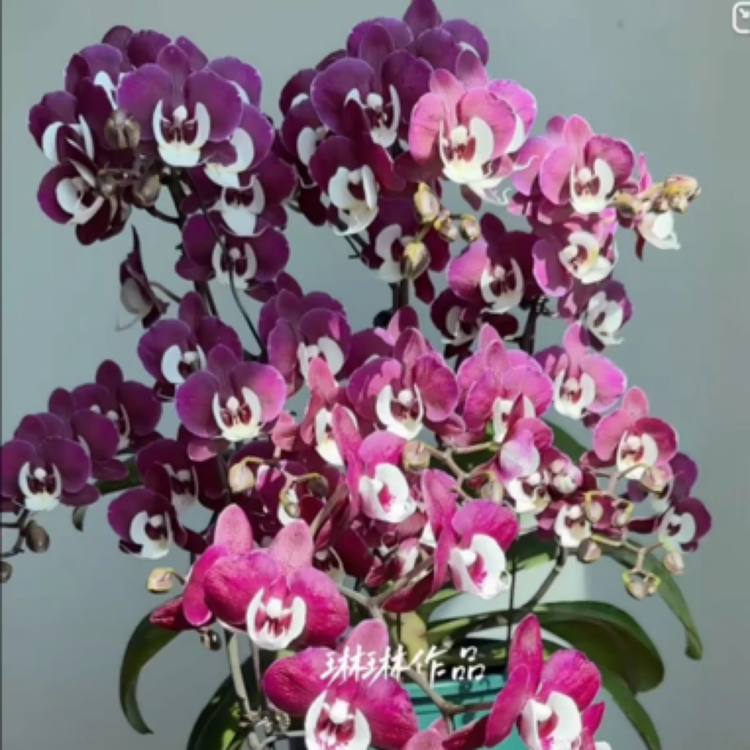 蝴蝶兰-久久团圆花苞株3.5寸杯花苞或微开花 双剑的断一个不售后