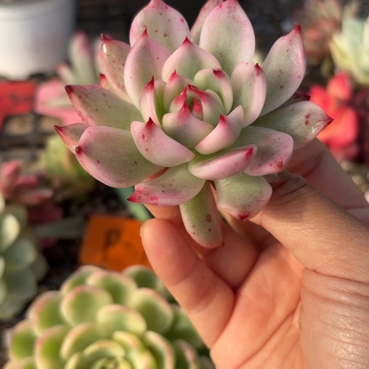 多肉植物吉娃娃锦