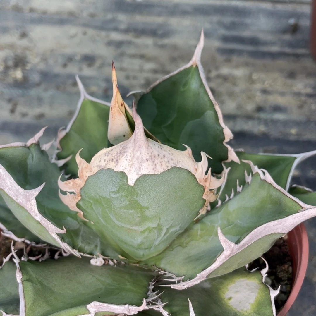 野二44444444444444