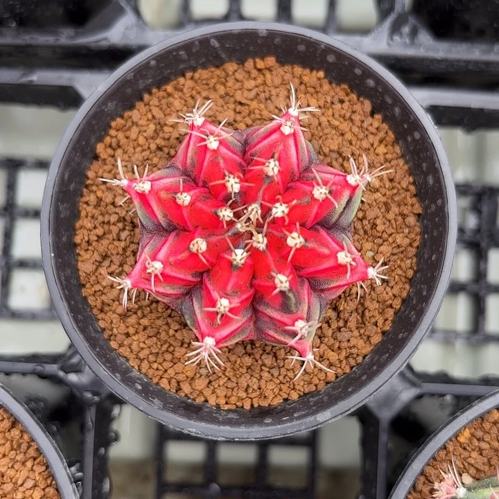 大***子201-1112虎斑广东现货多肉