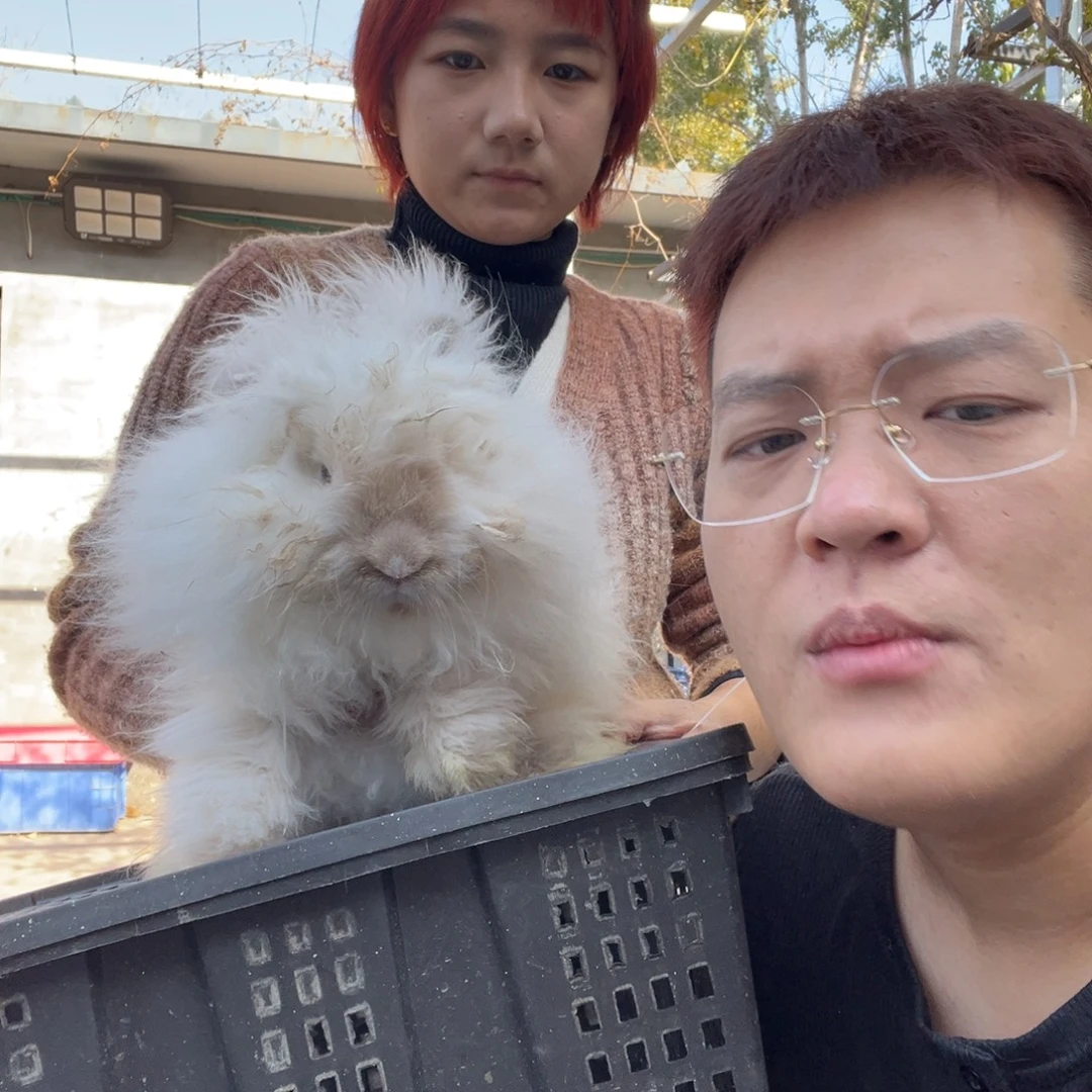 双血统英系安拉兔子