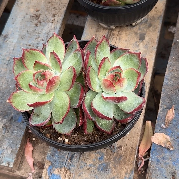 惊鸿一物一拍包装收缩花旱