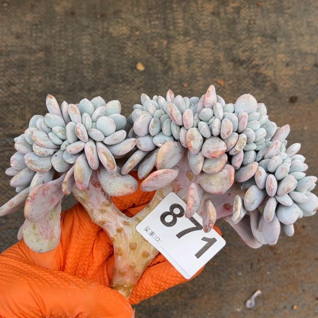 871号新疆西藏内蒙古不包邮的