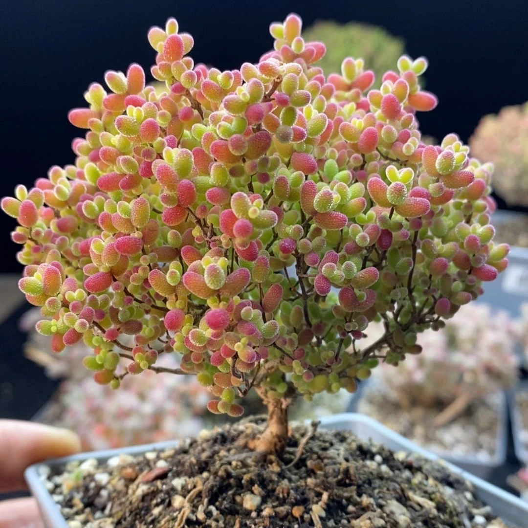 720蜜橘糖球，10厘米盆