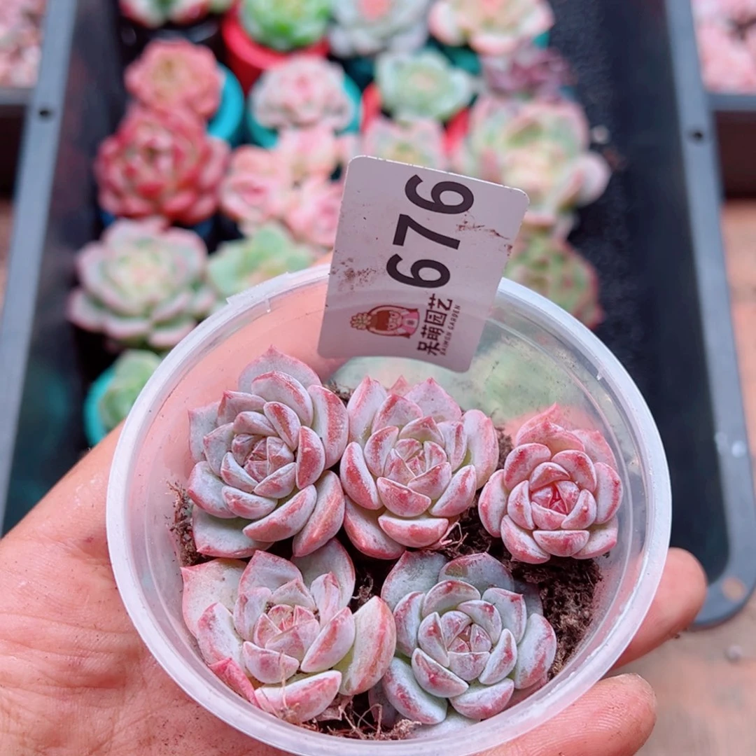 多肉植物多肉植物