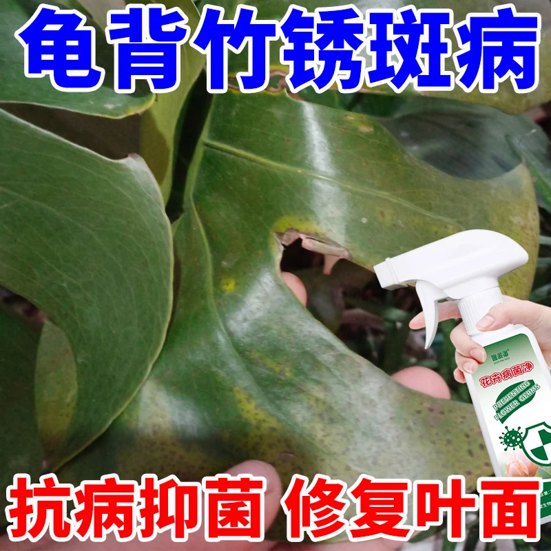 龟背竹锈斑病专用营养液龟背竹炭疽黄叶枯叶干叶专用直喷型营养液