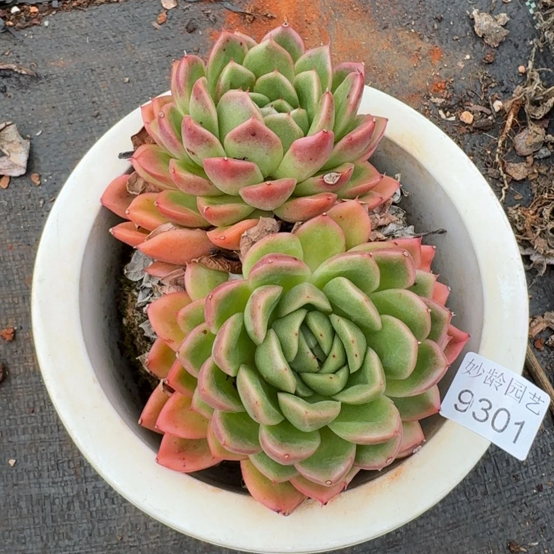 豆***豆9301杂交多肉植物基地