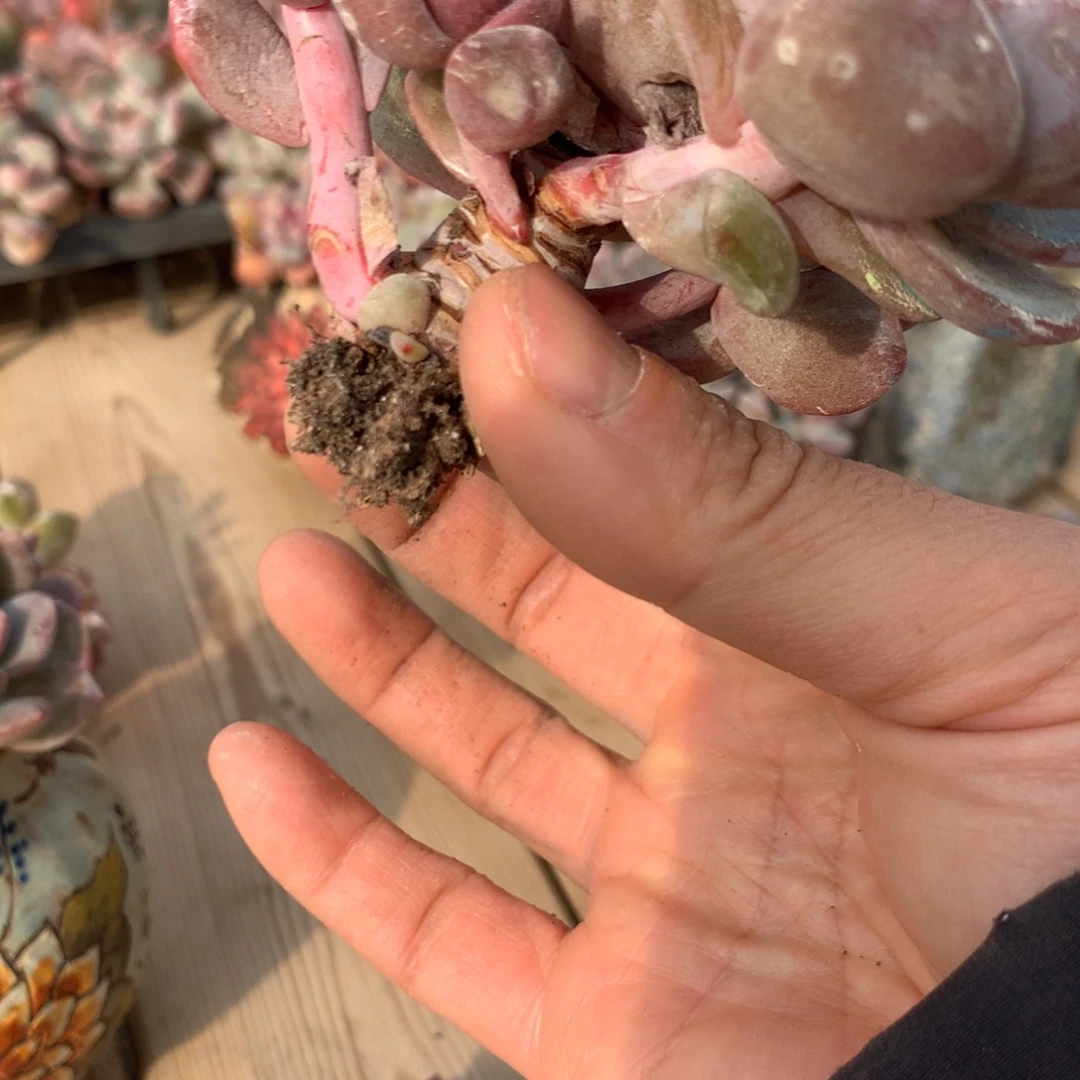 ?*七十七突尼斯发货