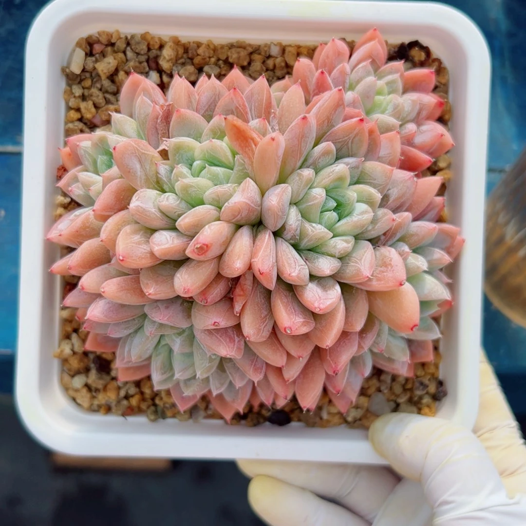 张*姐多肉植物多肉植物