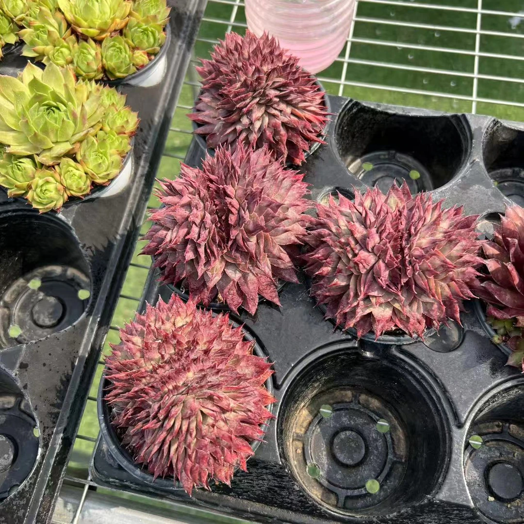 9厘米盆 黑云缀化 缀线短！介意勿拍！带盆栽好发货