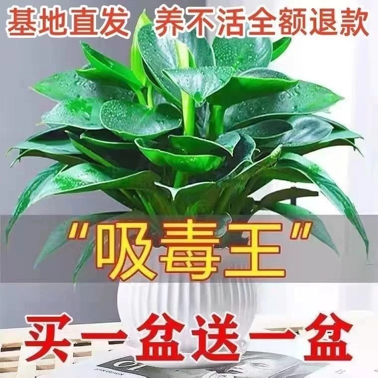 大叶金钻盆栽室内绿公主四季常青好养植物吸甲醛净化空气特色绿植
