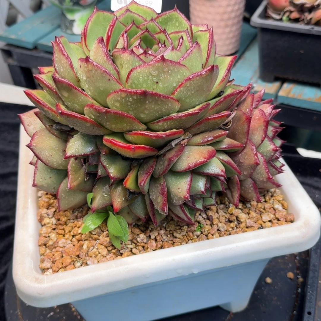 从前慢多肉精选编号1211.99