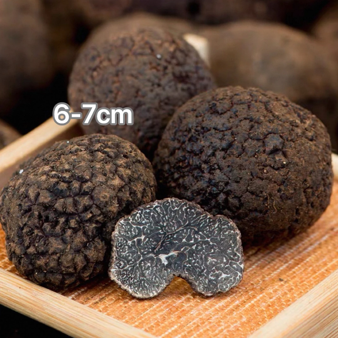 云南高黎贡山小冯甄选6-7cm黑松露