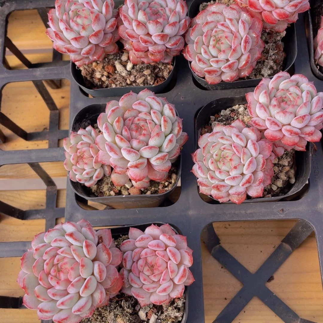 427号 粉透小红雪鲁冰一颗