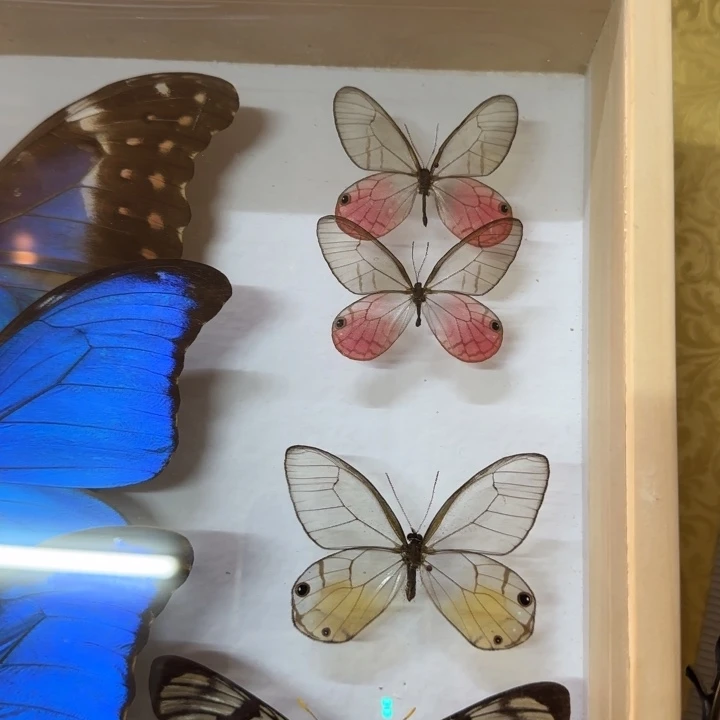 有机玻璃蝴蝶标本蝴蝶标本