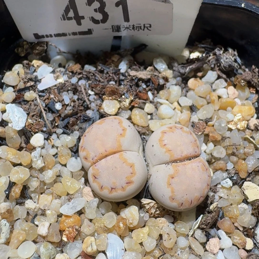 zzzZ生石花肉锥431