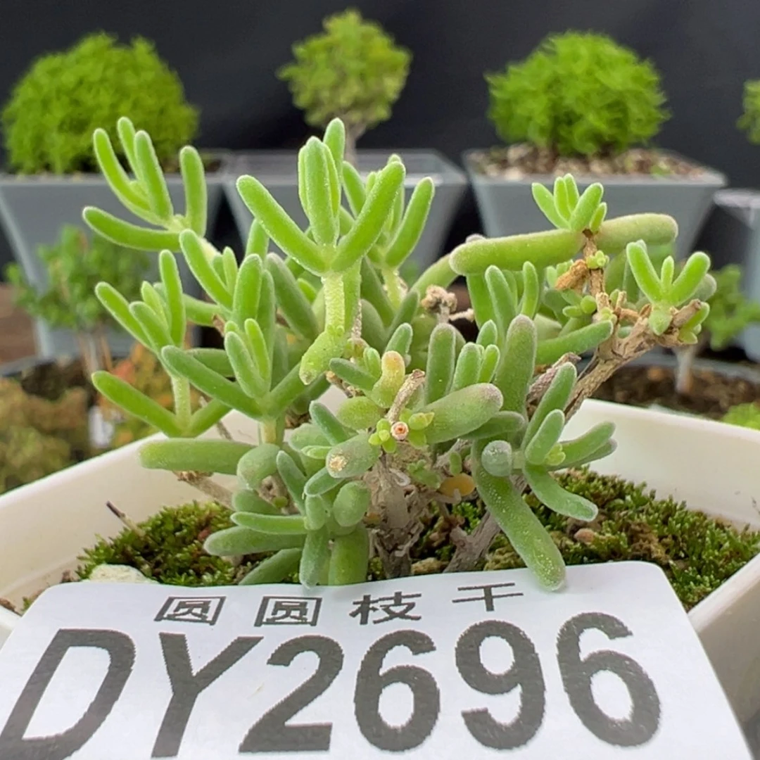 【闪购商品】dy2696不知名盆口5cm