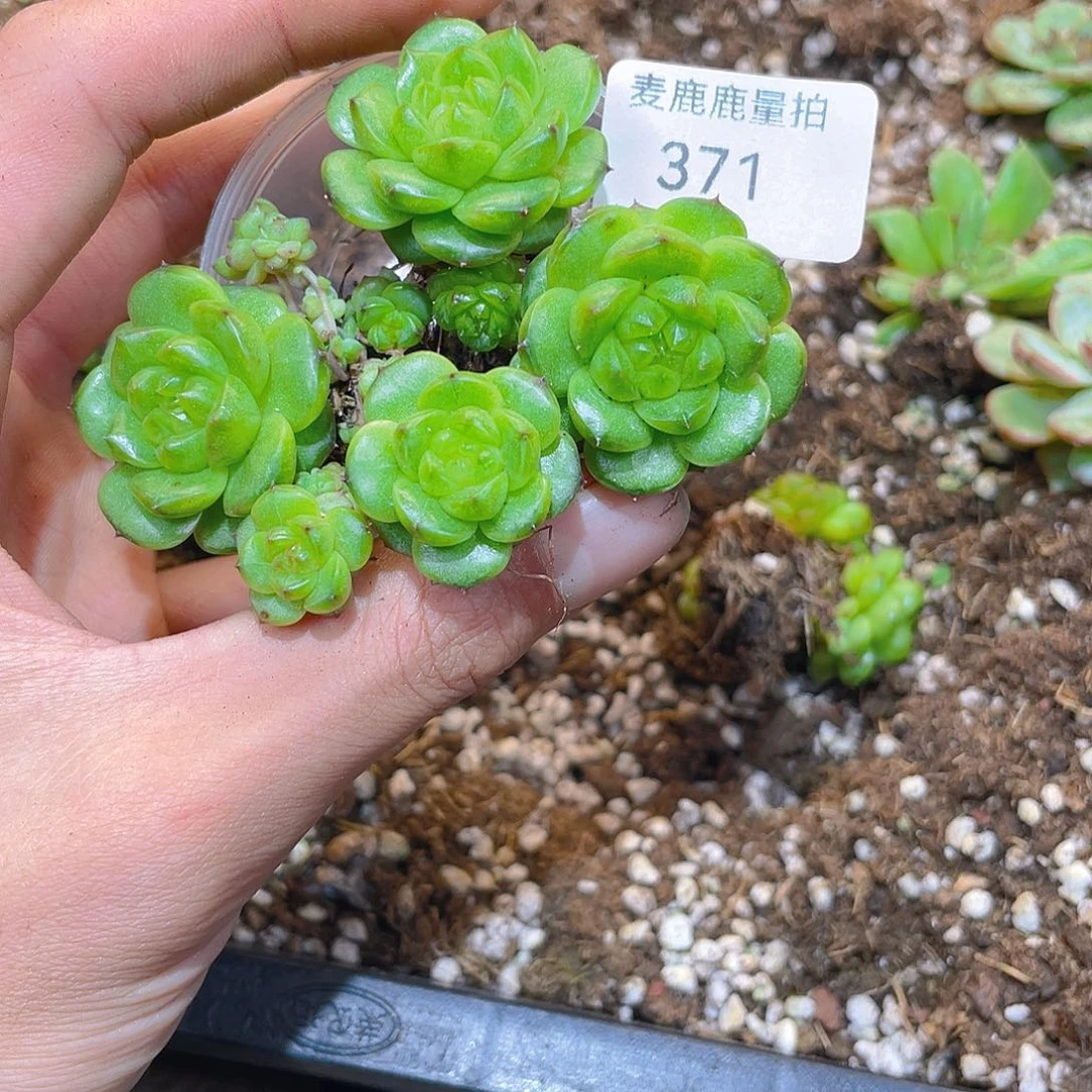 小*371定向一盒。