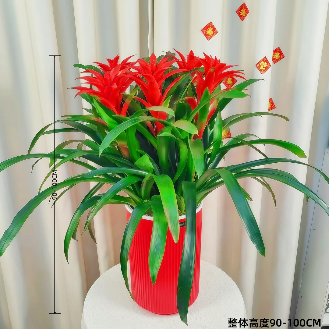 【五福临门】鸿运当头室内大型绿植盆栽客厅吸甲醛净化空气一路长虹