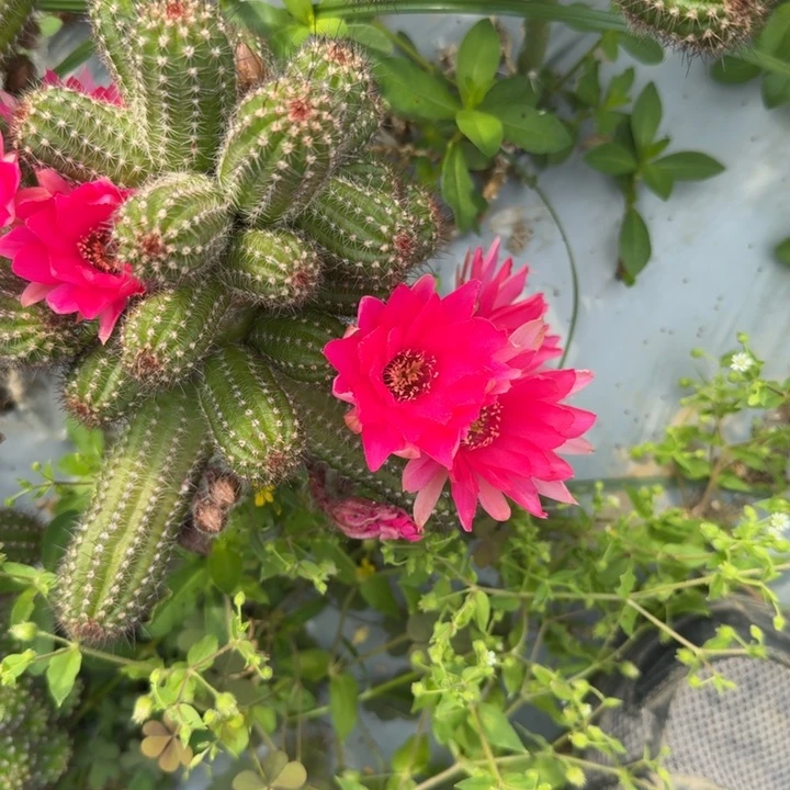 白檀仙人掌仙人球侧芽一个