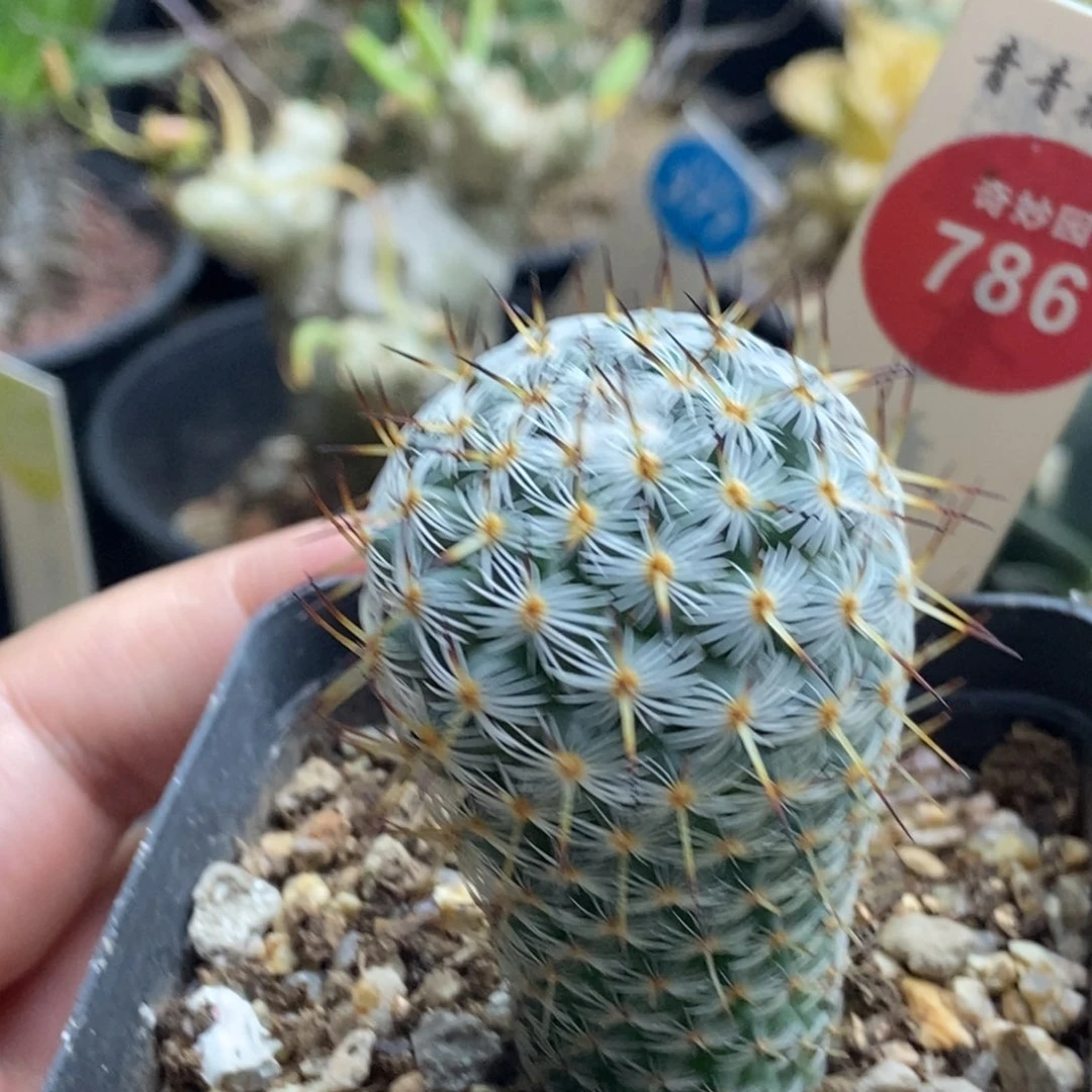 幸福丸3.3cm一棵仙人球