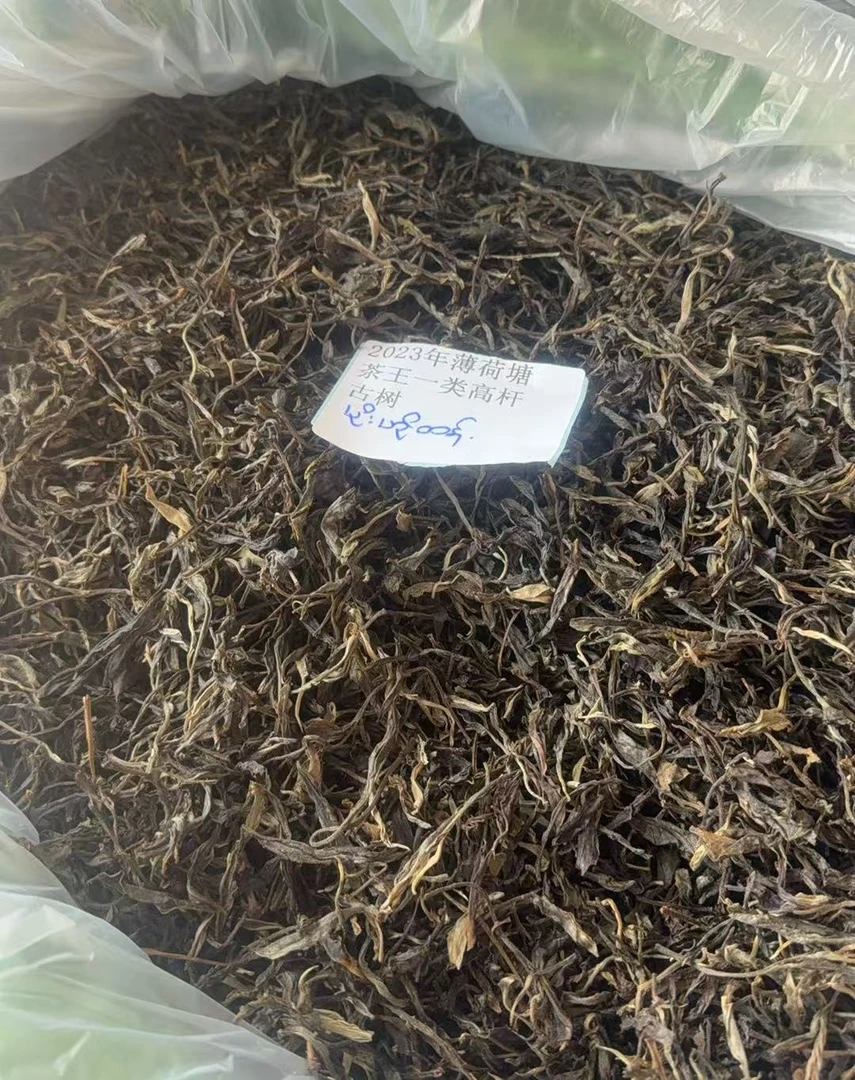 古树散茶2023年薄荷塘茶王一类高杆DMSFi0826A-777号