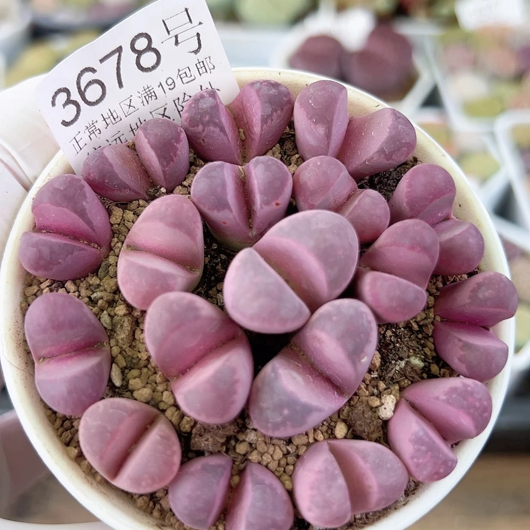 3678 好养易活生石花大母本7.5cm盆