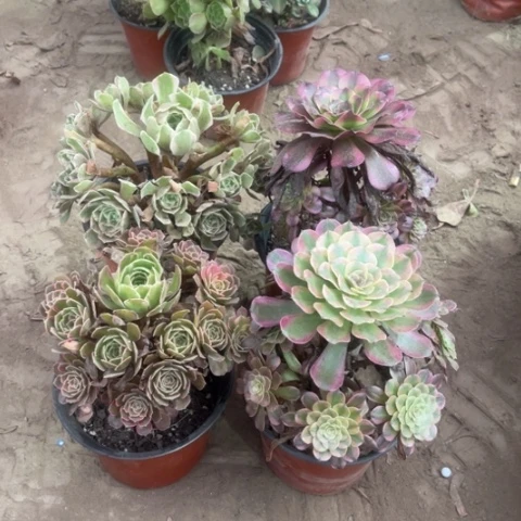 娜***娜070多肉植物组合，