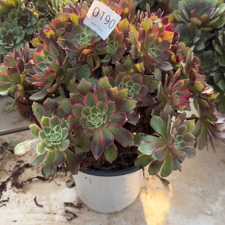 万花筒多肉处理不包断头0190