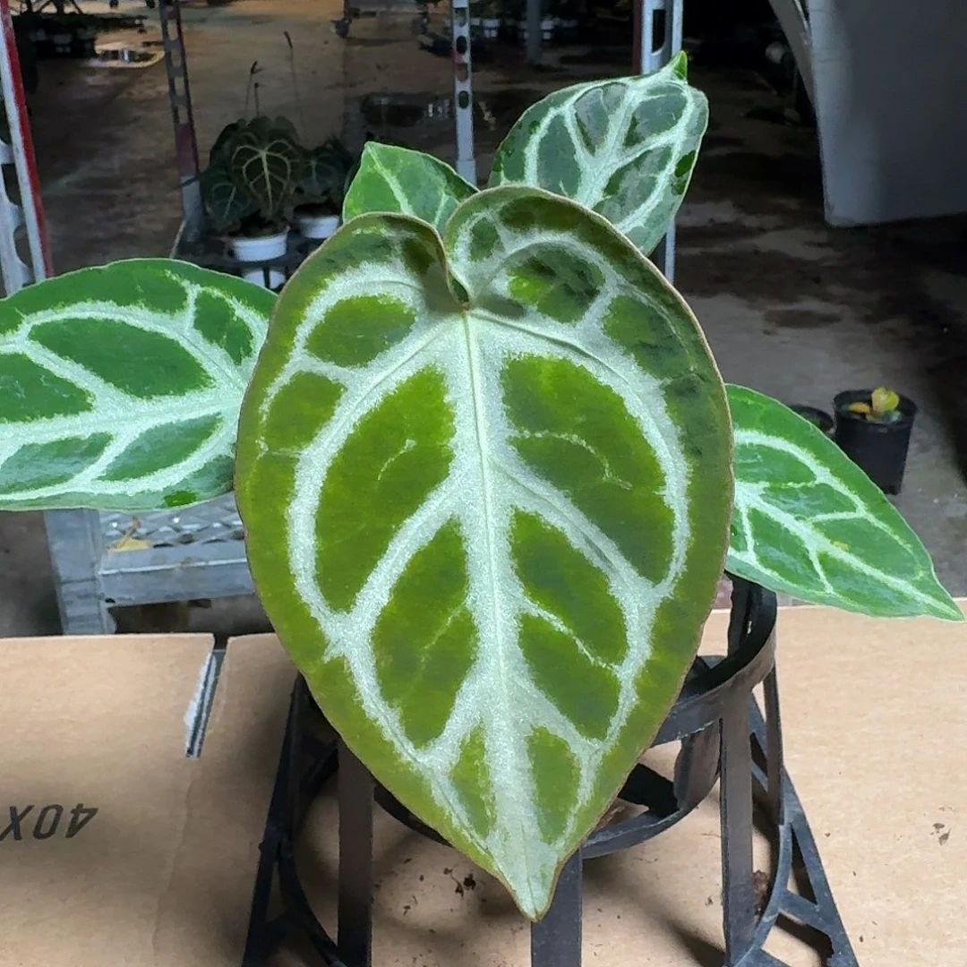 完全开放R172花烛