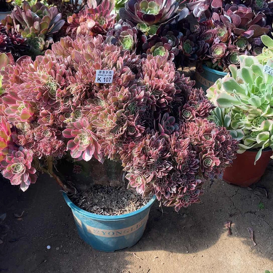 107女神多肉法师断枝不包