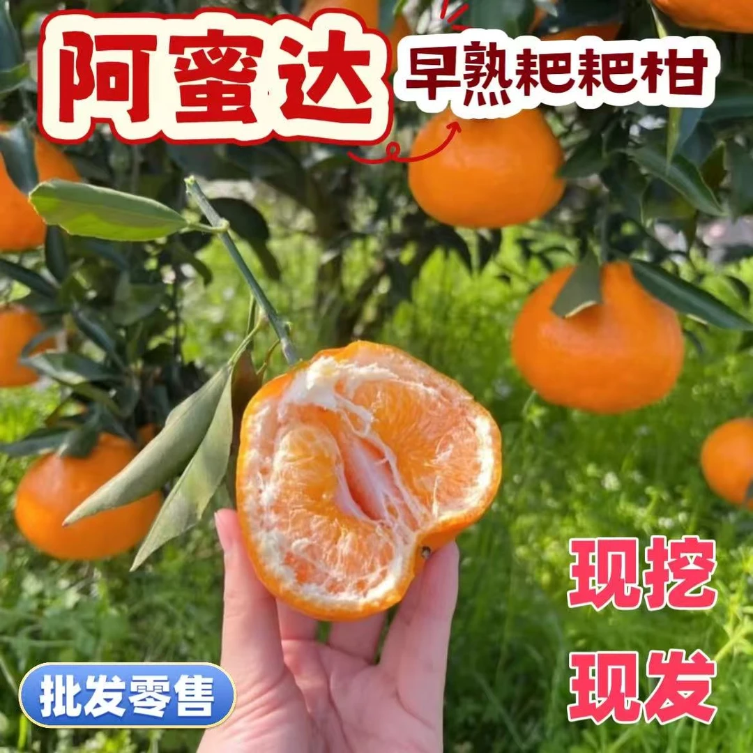 苗木【阿蜜达】早熟耙耙柑苗 嫁接柑橘苗 四川耙耙柑苗 现挖现发