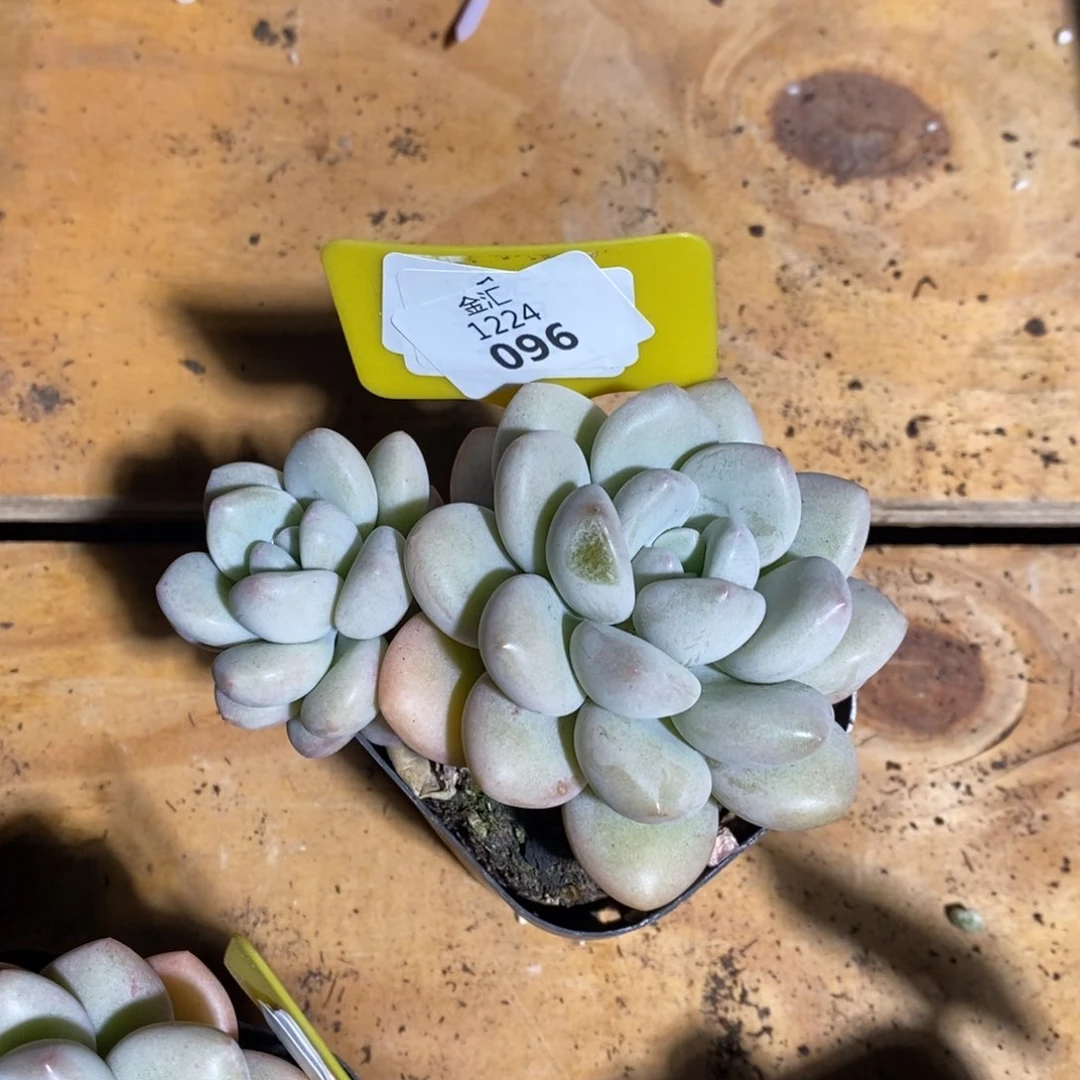 福利多多。1224096