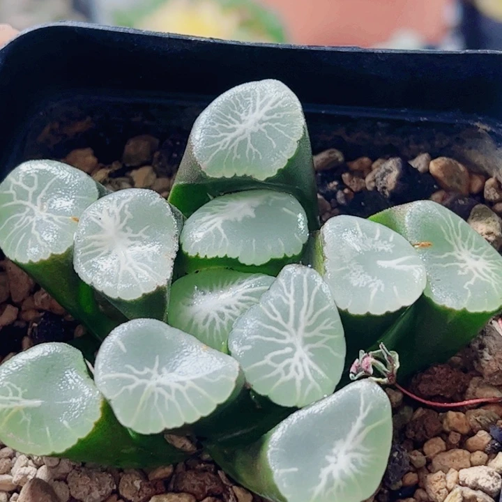 无花朵十二卷 欧若拉万象福利