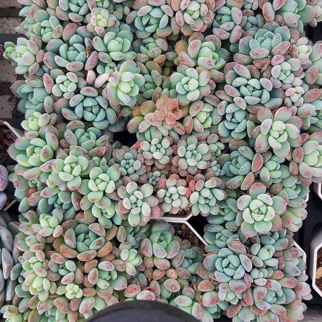 桔云多肉美人精品系列