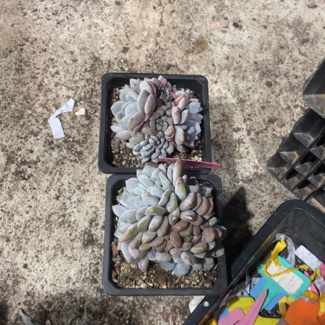 念***开星影缀化多头群生440