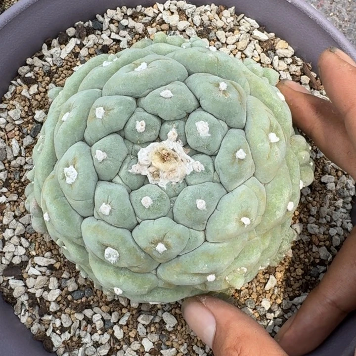 古田大颗小粗根仙人球