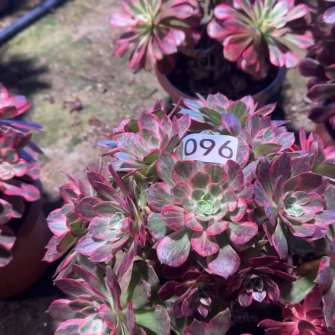 多肉植物万花筒096