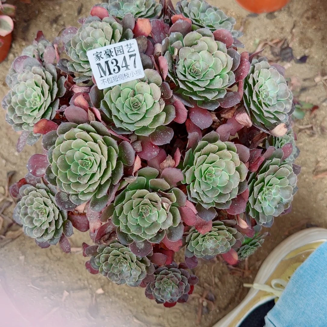 347发师多肉植物冠幅30
