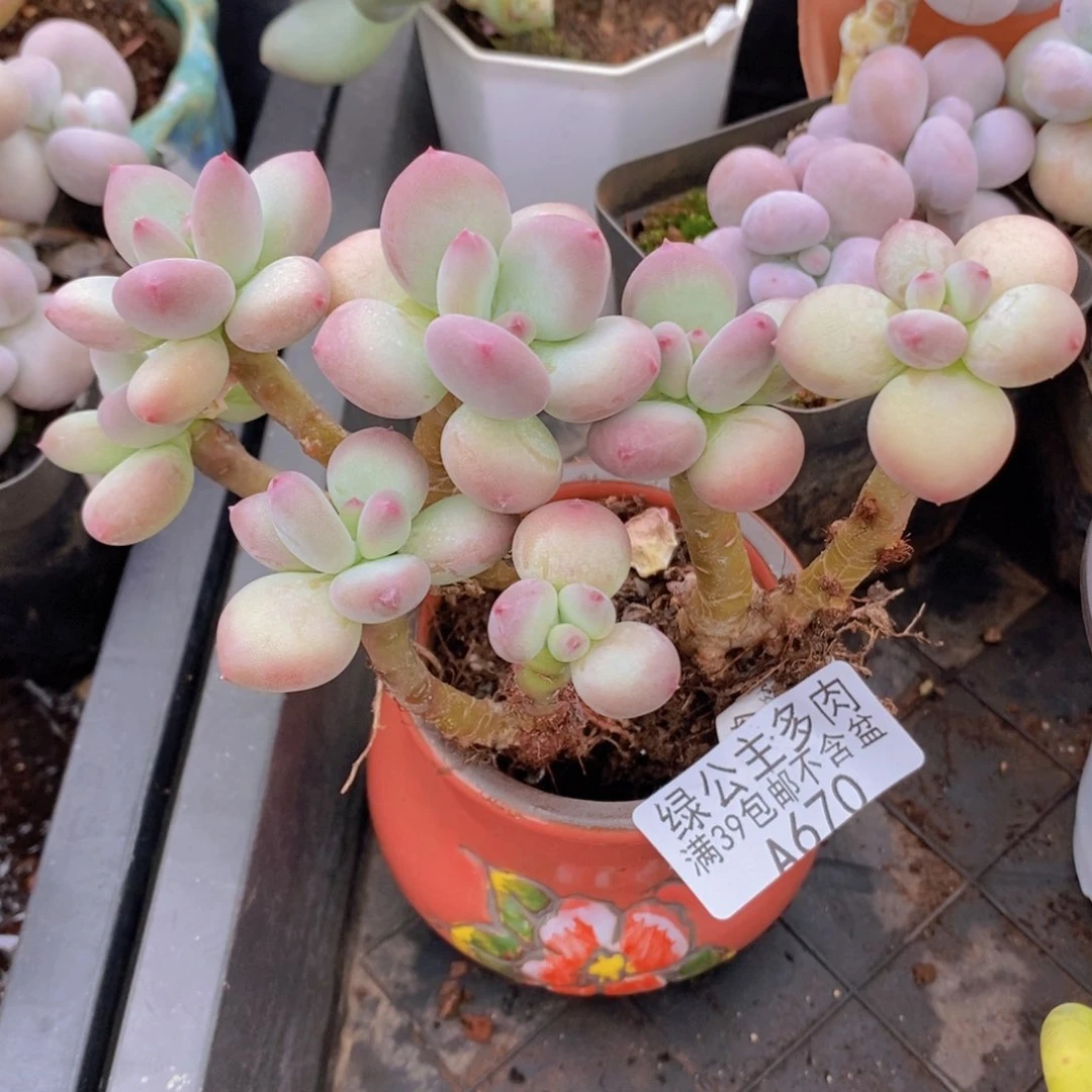 苹果奶9cm670多肉植物