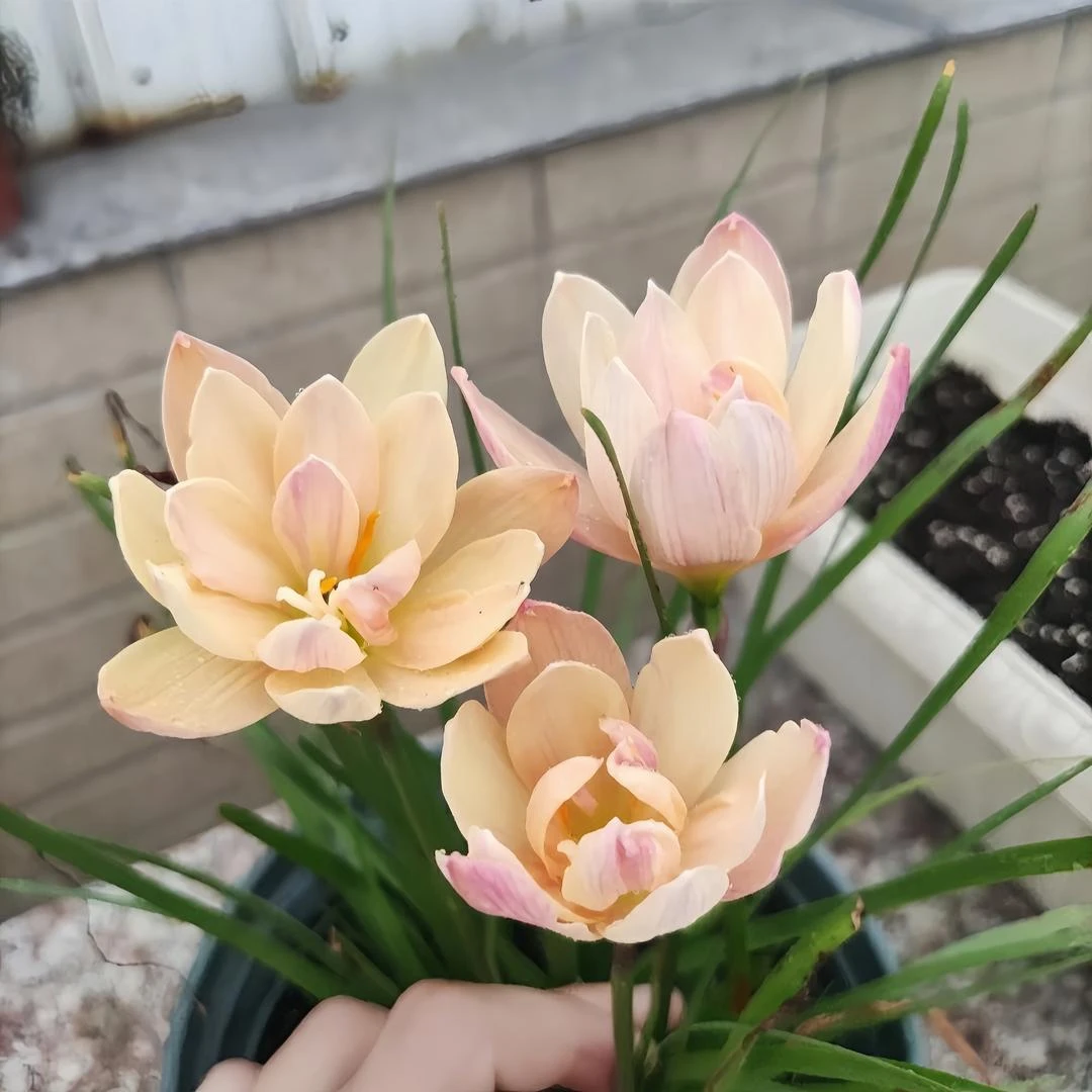 四季开花重瓣风雨兰种球种植室内植物客厅阳台好养花卉大全养不死