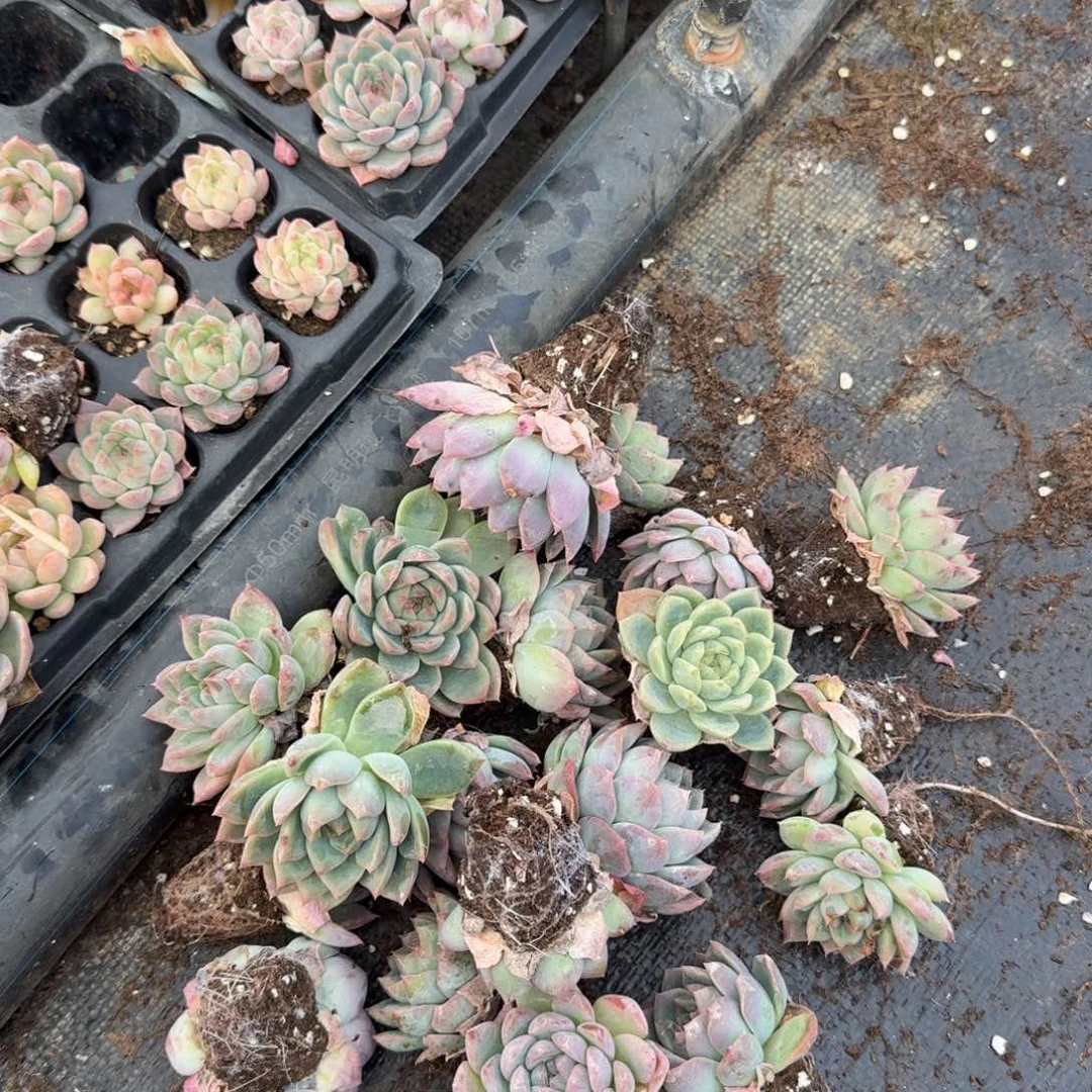 17-27左七编号珍妮绿菜混合二十颗量拍