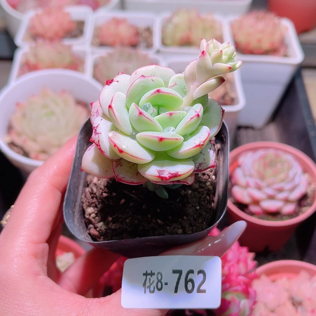 花利美8-762香草