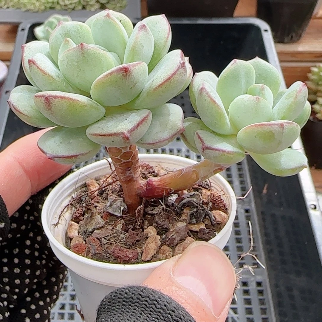 多肉0915--277香草小老桩