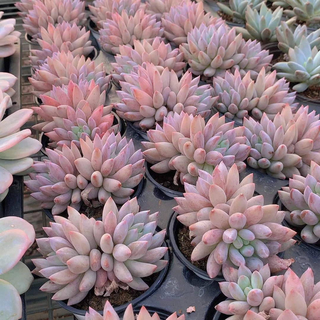 所罗门9464646464444447