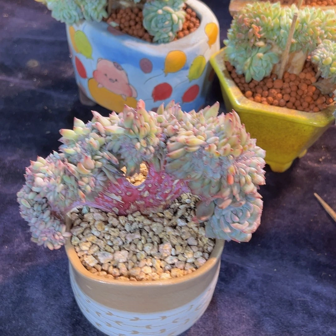 萝*新年快乐啊宝宝们88888888