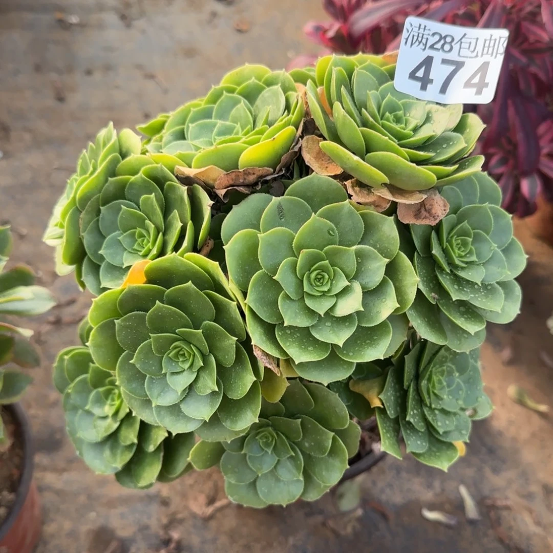 绿羊绒多肉474满28包邮断枝不包瑕疵