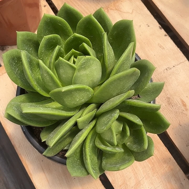 翠花2头32.88多肉植物精品