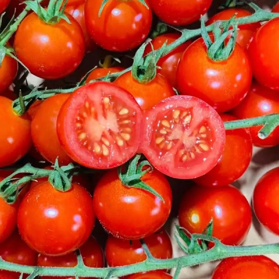 【串番茄】爆汁甜 好吃 新海南省