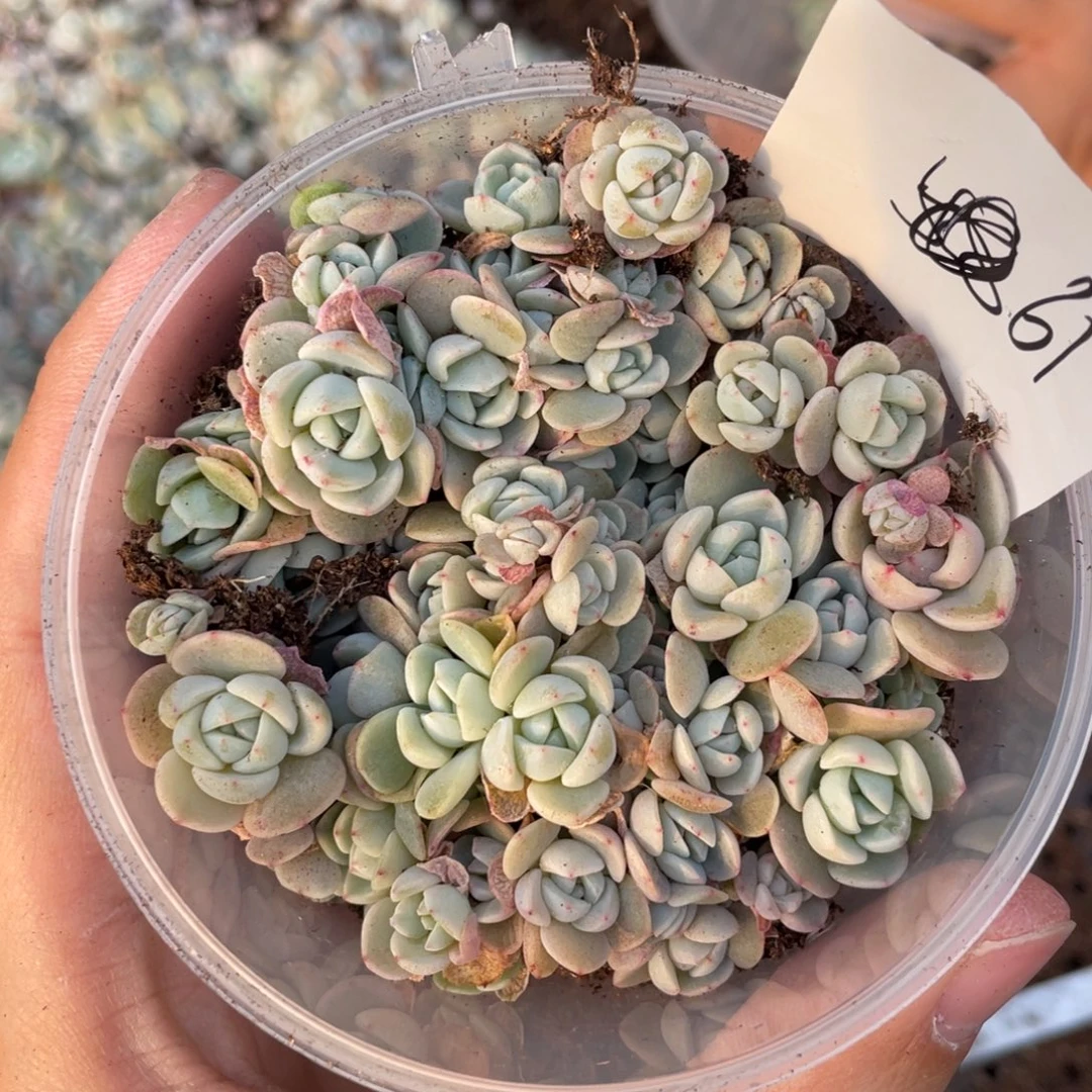 61凌峰播种切糕苗苗，宽胖黄心
